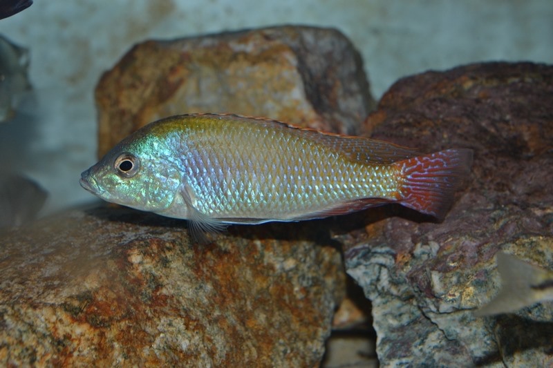 Protomelas labridens 'Chiofu'